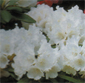 Ball-Rhododendron_weiss