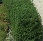 Buchsbaum-Hecke