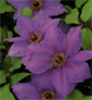 Clematis_Hybride_lila