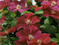 Clematis_Hybride_rot