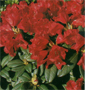 Hobbie-Rhododendron