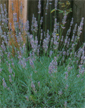 Lavendel
