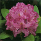 RhododendronGrandiflorum